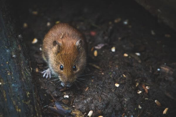 PEST CONTROL RICKMANSWORTH, Hertfordshire. Pests Our Team Eliminate - Mice.