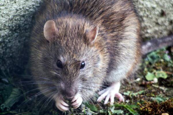 PEST CONTROL RICKMANSWORTH, Hertfordshire. Pests Our Team Eliminate - Rats.